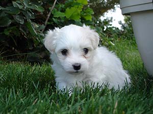 Puppy Portraits